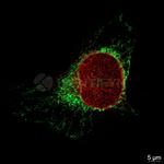 Mouse, IgG (H+L) SRM Secondary Antibody in Immunocytochemistry (ICC/IF)