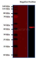 Mouse, IgG (H+L) SRM Secondary Antibody in Western Blot (WB)