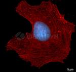 Rabbit IgG, (H+L) SRM Secondary Antibody in Immunocytochemistry (ICC/IF)