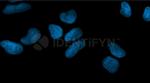 Rabbit IgG, (H+L) SRM Secondary Antibody in Immunocytochemistry (ICC/IF)