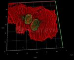 Rabbit IgG, (H+L) SRM Secondary Antibody in Immunocytochemistry (ICC/IF)