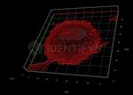 Rabbit IgG, (H+L) SRM Secondary Antibody in Immunocytochemistry (ICC/IF)