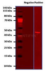 Rabbit IgG, (H+L) SRM Secondary Antibody in Western Blot (WB)