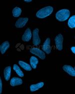 Human, IgG (H+L) SRM Secondary Antibody in Immunocytochemistry (ICC/IF)