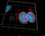 Mouse IgG, (H+L) SRM Secondary Antibody in Immunocytochemistry (ICC/IF)