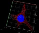 Mouse IgG, (H+L) SRM Secondary Antibody in Immunocytochemistry (ICC/IF)