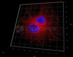 Mouse IgG, (H+L) SRM Secondary Antibody in Immunocytochemistry (ICC/IF)