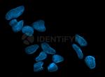 Mouse IgG, (H+L) SRM Secondary Antibody in Immunocytochemistry (ICC/IF)