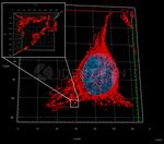 Mouse IgG, (H+L) SRM Secondary Antibody in Immunocytochemistry (ICC/IF)
