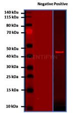 Mouse IgG, (H+L) SRM Secondary Antibody in Western Blot (WB)