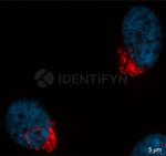 Rabbit IgG, (H+L) SRM Secondary Antibody in Immunocytochemistry (ICC/IF)