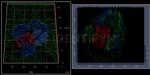 Rabbit IgG, (H+L) SRM Secondary Antibody in Immunocytochemistry (ICC/IF)