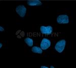 Rabbit IgG, (H+L) SRM Secondary Antibody in Immunocytochemistry (ICC/IF)