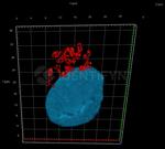 Rabbit IgG, (H+L) SRM Secondary Antibody in Immunocytochemistry (ICC/IF)