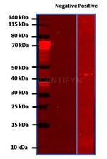 Rabbit IgG, (H+L) SRM Secondary Antibody in Western Blot (WB)