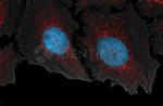 Mouse IgG, (H+L) SRM Secondary Antibody in Immunocytochemistry (ICC/IF)