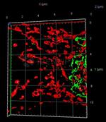 Mouse IgG, (H+L) SRM Secondary Antibody in Immunocytochemistry (ICC/IF)