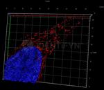 Mouse IgG, (H+L) SRM Secondary Antibody in Immunocytochemistry (ICC/IF)