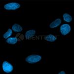 Mouse IgG, (H+L) SRM Secondary Antibody in Immunocytochemistry (ICC/IF)