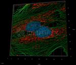 Mouse IgG, (H+L) SRM Secondary Antibody in Immunocytochemistry (ICC/IF)