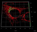 Mouse IgG, (H+L) SRM Secondary Antibody in Immunocytochemistry (ICC/IF)