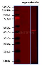 Mouse IgG, (H+L) SRM Secondary Antibody in Western Blot (WB)