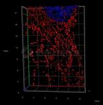 Rabbit IgG, (H+L) SRM Secondary Antibody in Immunocytochemistry (ICC/IF)