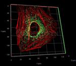 Rabbit IgG, (H+L) SRM Secondary Antibody in Immunocytochemistry (ICC/IF)