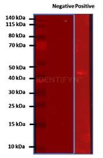 Rabbit IgG, (H+L) SRM Secondary Antibody in Western Blot (WB)