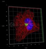 Mouse IgG, (H+L) SRM Secondary Antibody in Immunocytochemistry (ICC/IF)