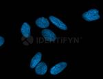 Mouse IgG, (H+L) SRM Secondary Antibody in Immunocytochemistry (ICC/IF)