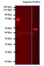 Mouse IgG, (H+L) SRM Secondary Antibody in Western Blot (WB)