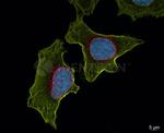 Mouse, IgG (H+L), (Subclasses 1+2a+2b+3), Fcy Fragment Specific SRM Secondary Antibody in Immunocytochemistry (ICC/IF)