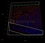 Mouse, IgG (H+L), (Subclasses 1+2a+2b+3), Fcy Fragment Specific SRM Secondary Antibody in Immunocytochemistry (ICC/IF)