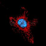 Mouse, IgG (H+L), (Subclasses 1+2a+2b+3), Fcy Fragment Specific SRM Secondary Antibody in Immunocytochemistry (ICC/IF)