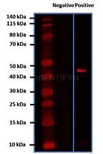 Mouse, IgG (H+L), (Subclasses 1+2a+2b+3), Fcy Fragment Specific SRM Secondary Antibody in Western Blot (WB)