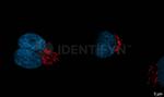 Rabbit IgG, (H+L) SRM Secondary Antibody in Immunocytochemistry (ICC/IF)
