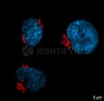Rabbit IgG, (H+L) SRM Secondary Antibody in Immunocytochemistry (ICC/IF)