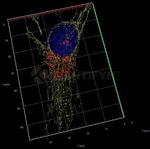 Rabbit IgG, (H+L) SRM Secondary Antibody in Immunocytochemistry (ICC/IF)