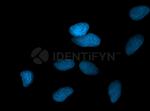 Rabbit IgG, (H+L) SRM Secondary Antibody in Immunocytochemistry (ICC/IF)