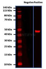 Rabbit IgG, (H+L) SRM Secondary Antibody in Western Blot (WB)
