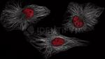 Human IgG, (H+L) SRM Secondary Antibody in Immunocytochemistry (ICC/IF)