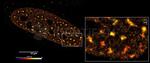 Human IgG, (H+L) SRM Secondary Antibody in Immunocytochemistry (ICC/IF)