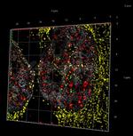 Human IgG, (H+L) SRM Secondary Antibody in Immunocytochemistry (ICC/IF)