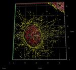 Human IgG, (H+L) SRM Secondary Antibody in Immunocytochemistry (ICC/IF)
