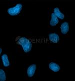 Human IgG, (H+L) SRM Secondary Antibody in Immunocytochemistry (ICC/IF)
