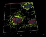 Goat anti-Human IgG, (H+L) SRM Identifyn™ Secondary Antibody, Alexa Fluor™ 647