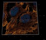 Human IgG, (H+L) SRM Secondary Antibody in Immunocytochemistry (ICC/IF)