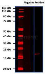 Human IgG, (H+L) SRM Secondary Antibody in Western Blot (WB)