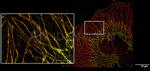 Mouse, IgG (H+L) SRM Secondary Antibody in Immunocytochemistry (ICC/IF)